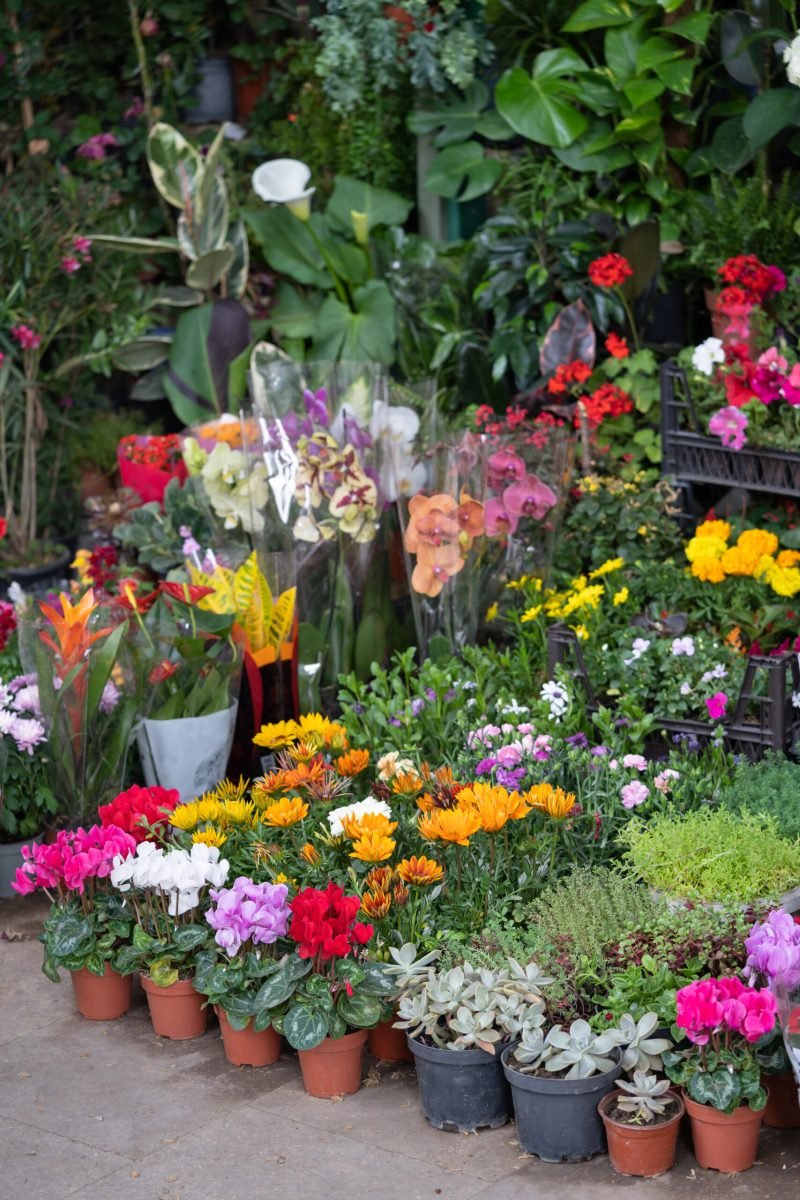 Fair of flowers in Tbilisi Georgia. Beautiful flowers and plants for home or garden, soft focus. Various bouquets in baskets for sale at street market