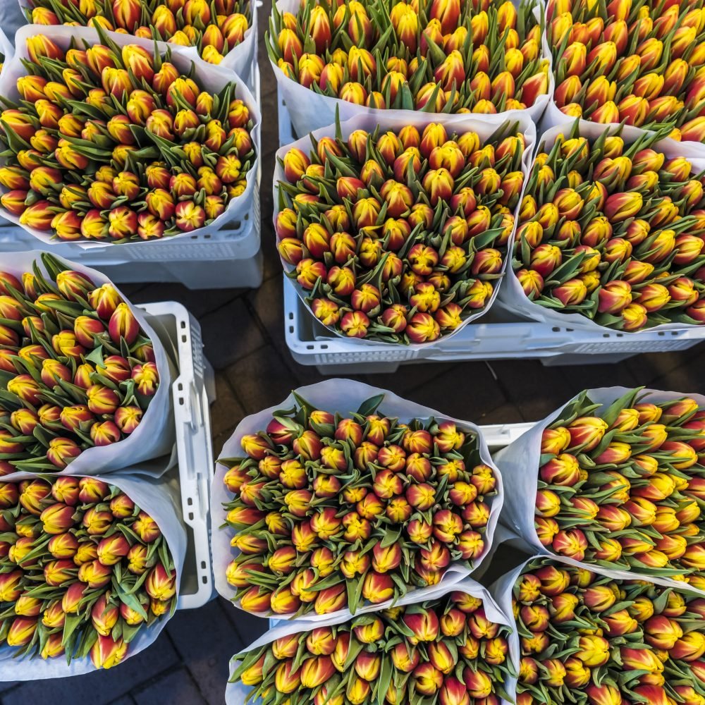 High angle view of buckets of tulips for sale