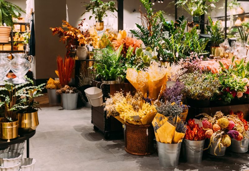 View of assortment of decor for interior shop in store of shopping center. View of ornamental plants, flower pot, home plant, flowers. View of home accessories for interior in shop fashion retail store. Home background.